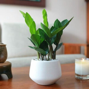 Cây kim tiền - biểu tượng của tài lộc
