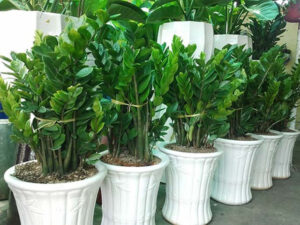 Cây kim tiền giúp thu hút tài lộc cho gia đình