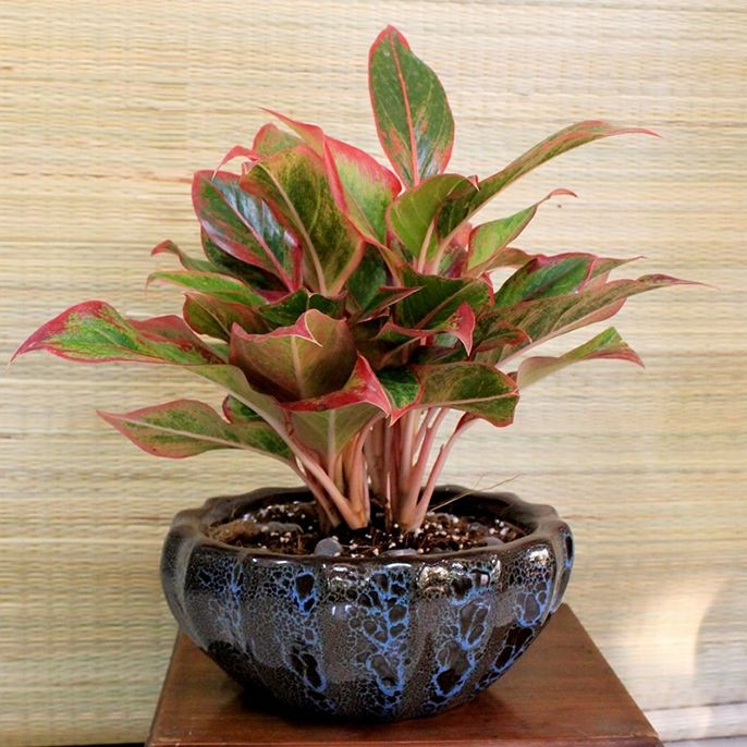 Cây phú quý - biểu tượng của thịnh vượng