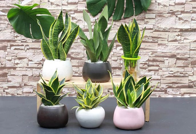 Cây trầu bà - cây phong thủy tuyệt vời cho doanh nghiệp