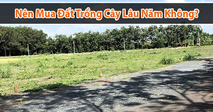 Có nên mua đất trồng cây lâu năm hay không?
